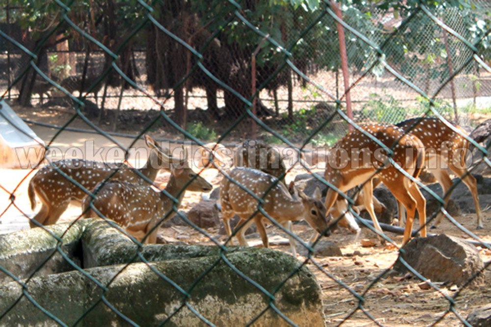 Deer Park, Taptapani